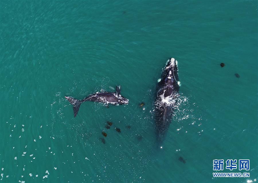 （國際）（4）第27屆鯨魚節南非赫曼紐斯開幕