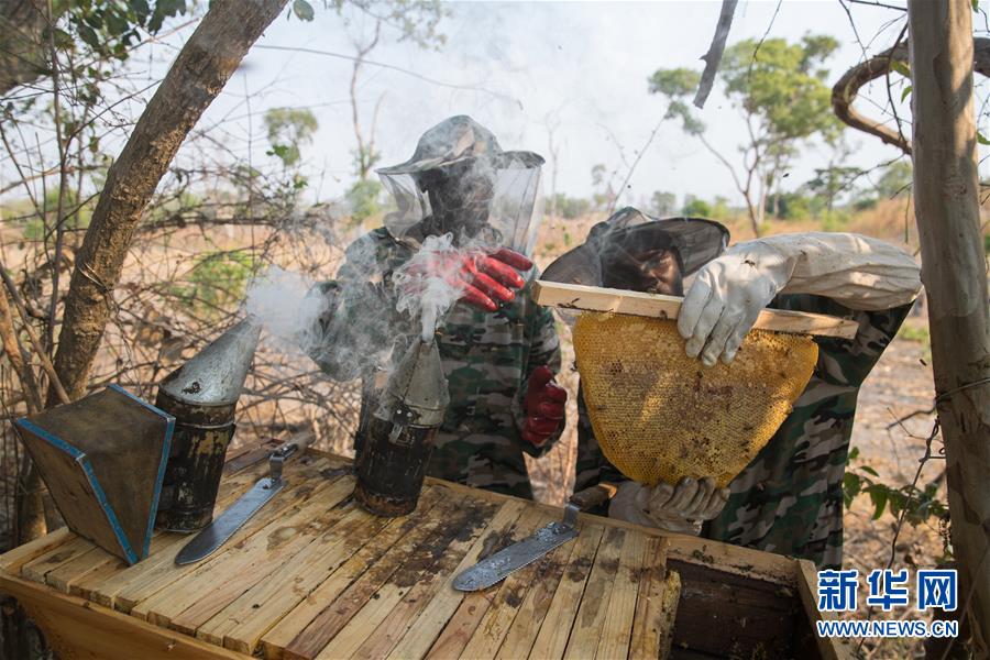 (國際·聚焦進口博覽會·圖文互動)(4)通訊:贊比亞蜂蜜企業欲借進博會開拓中國市場