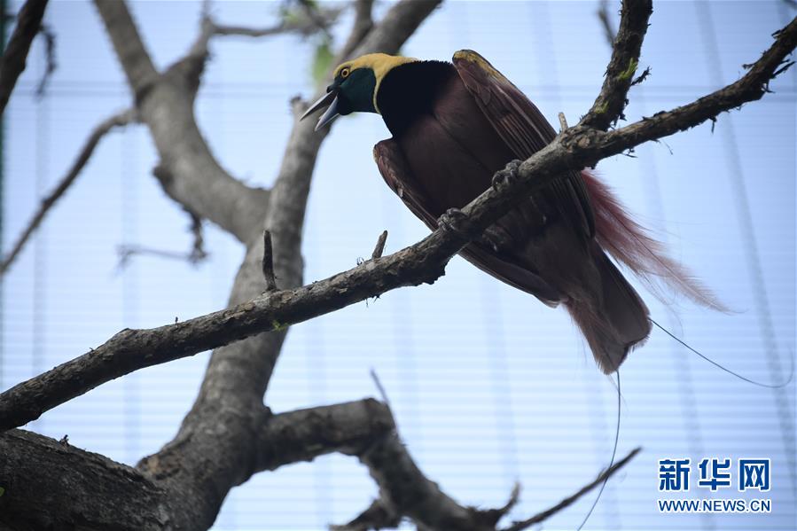 （國際）（3）走進(jìn)APEC峰會舉辦地&mdash;&mdash;莫爾茲比港
