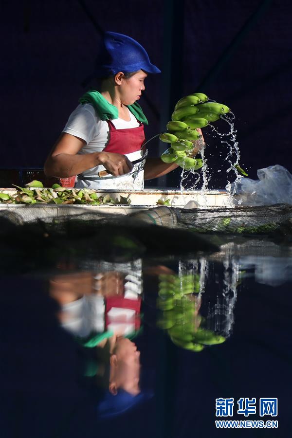 (國際·圖文互動)(2)菲律賓香蕉“北上”記