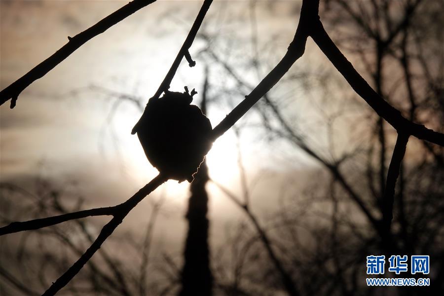 （國際·圖文互動(dòng)）（10）一場山火，讓這個(gè)冬天格外冷——探訪美國加州山火災(zāi)區(qū)