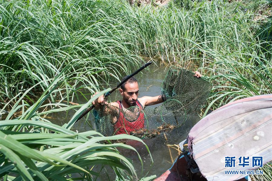 (國際·圖文互動)(4)從尼羅河畔到中國餐桌——一只“洋”小龍蝦的36小時旅程