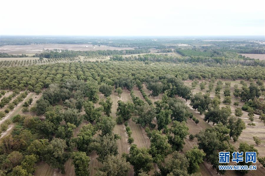 （國際·圖文互動）（6）通訊：期待美中盡早達成貿易協議——颶風和關稅夾擊下的美國山核桃種植戶盼重回中國市場