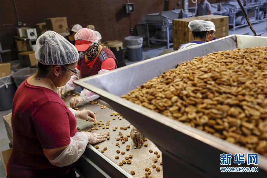 （國際·圖文互動）（7）通訊：期待美中盡早達成貿易協議——颶風和關稅夾擊下的美國山核桃種植戶盼重回中國市場