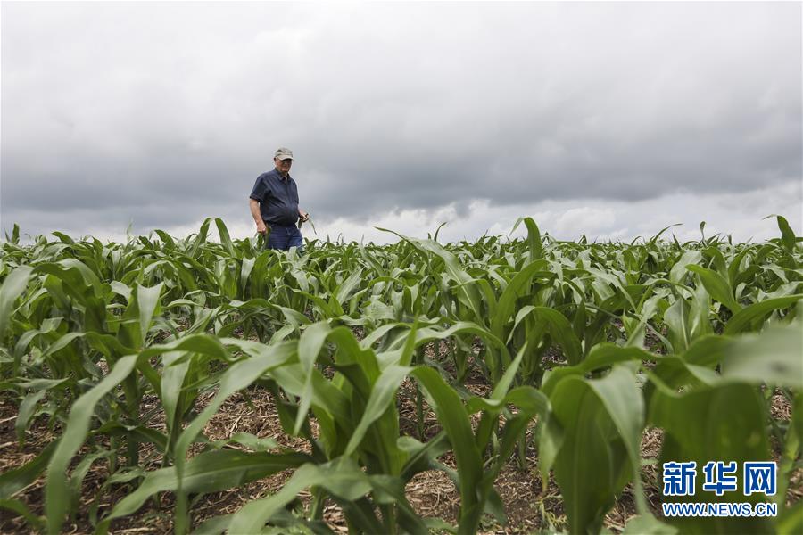 （國際&middot;圖文互動）（3）通訊：貿易戰凸顯美國農業發展隱憂