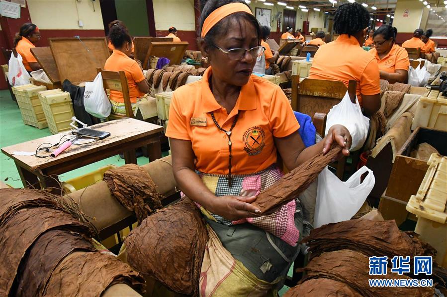(國際·圖文互動)(6)古巴優質手卷雪茄誕生記——訪古巴最大雪茄廠