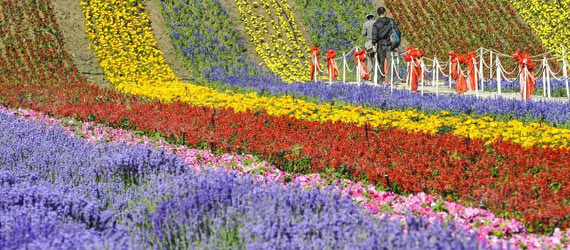 中國“普羅旺斯”：在新絲綢之路上散發(fā)芳香